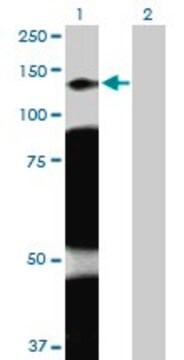 Anti-ARHGAP4 antibody produced in rabbit purified immunoglobulin, buffered aqueous solution