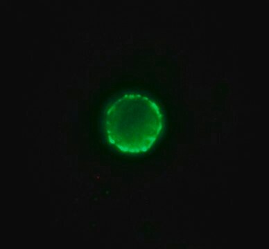 Anti-Pig IgG (whole molecule)&#8722;FITC antibody produced in rabbit affinity isolated antibody, buffered aqueous solution