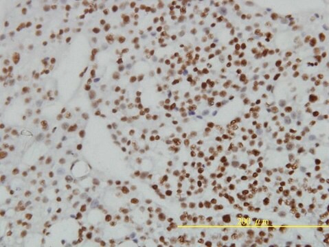 Monoclonal Anti-ZNF143 antibody produced in mouse clone 2B4, purified immunoglobulin, buffered aqueous solution