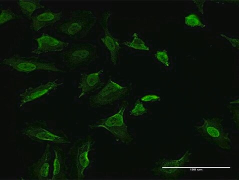 Monoclonal Anti-VCL antibody produced in mouse clone 3F8-1D4, purified immunoglobulin, buffered aqueous solution