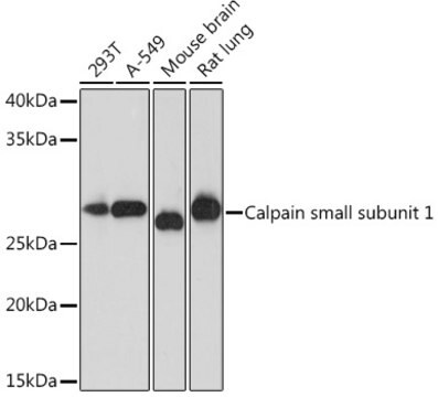 Anti-Calpain small subunit 1 Antibody, clone 5X8H4, Rabbit Monoclonal