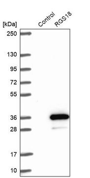 Anti-RGS18 antibody produced in rabbit Prestige Antibodies&#174; Powered by Atlas Antibodies, affinity isolated antibody, buffered aqueous glycerol solution