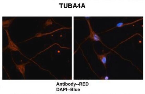 Anti-TUBA4A antibody produced in rabbit affinity isolated antibody