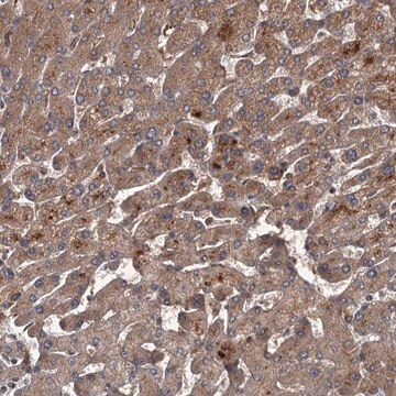 Anti-UNC93B1 antibody produced in rabbit Prestige Antibodies&#174; Powered by Atlas Antibodies, affinity isolated antibody, buffered aqueous glycerol solution