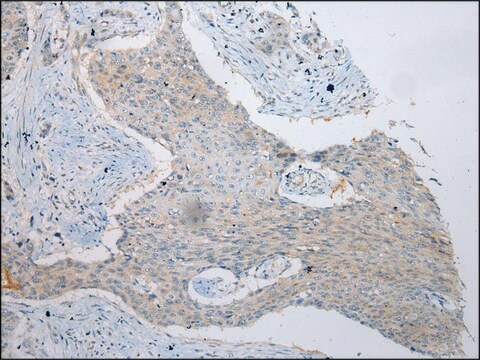 Anti-VPS4A affinity isolated antibody