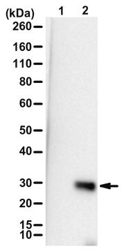 Anti-phospho-Ubiquitin (Ser57)