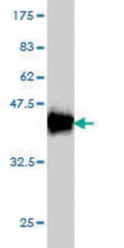 Monoclonal Anti-HMOX1 antibody produced in mouse clone 5C6, purified immunoglobulin, buffered aqueous solution