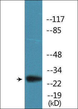 Anti-phospho-BCL-2 (pSer87) antibody produced in rabbit affinity isolated antibody