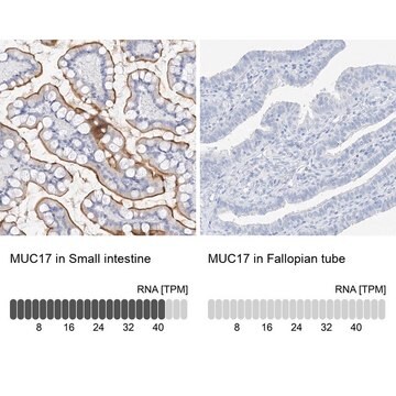 Anti-MUC17 antibody produced in rabbit Prestige Antibodies&#174; Powered by Atlas Antibodies, affinity isolated antibody, buffered aqueous glycerol solution