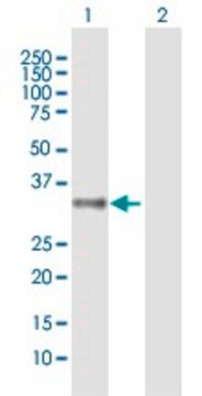 Anti-MRGPRX2 antibody produced in mouse purified immunoglobulin, buffered aqueous solution