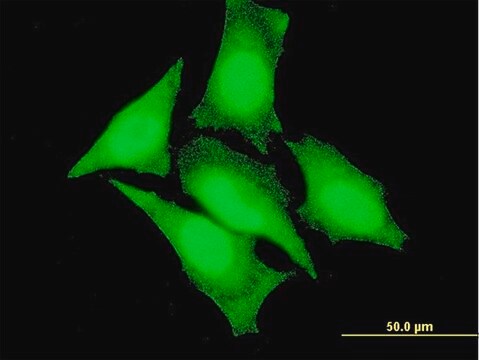 Monoclonal Anti-ZAK antibody produced in mouse clone 2G7, purified immunoglobulin, buffered aqueous solution