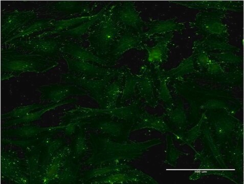 Monoclonal Anti-CD9 antibody produced in mouse clone 4A2, purified immunoglobulin, buffered aqueous solution