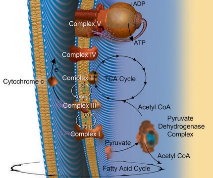 Acetyl coenzyme A trisodium salt &#8805;93% (HPLC), powder