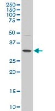 Monoclonal Anti-POU6F1, (C-terminal) antibody produced in mouse clone 5F9, purified immunoglobulin, buffered aqueous solution