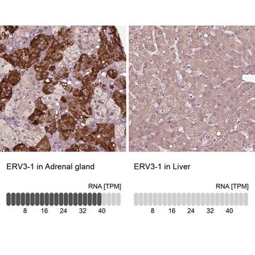 Anti-ERV3-1 Prestige Antibodies&#174; Powered by Atlas Antibodies, affinity isolated antibody