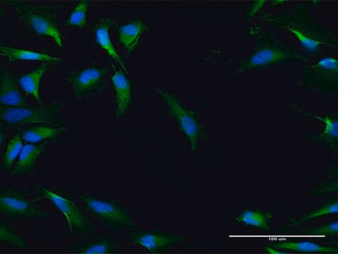 Anti-NRBF2 antibody produced in mouse IgG fraction of antiserum, buffered aqueous solution