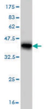 Monoclonal Anti-KCNJ10 antibody produced in mouse clone 1C11, purified immunoglobulin, buffered aqueous solution