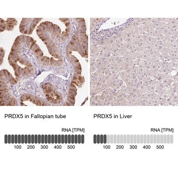 Anti-PRDX5 antibody produced in rabbit Prestige Antibodies&#174; Powered by Atlas Antibodies, affinity isolated antibody, buffered aqueous glycerol solution