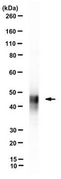 Anti-MERS-CoV NP Antibody