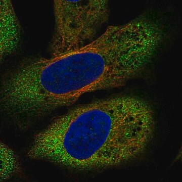 Anti-FZD8 antibody produced in rabbit Prestige Antibodies&#174; Powered by Atlas Antibodies, affinity isolated antibody