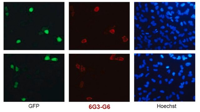 Anti-SARS-CoV-2 nucleocapsid NC1 Antibody, clone 6G3-G6