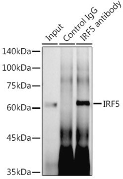 Anti-IRF5 Antibody, clone 6L2B5, Rabbit Monoclonal