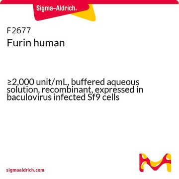 Furin human &#8805;2,000&#160;unit/mL, buffered aqueous solution, recombinant, expressed in baculovirus infected Sf9 cells