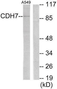 Anti-CDH7 antibody produced in rabbit affinity isolated antibody