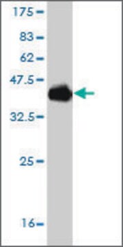 Monoclonal Anti-POU6F2 antibody produced in mouse clone 8F9, purified immunoglobulin, buffered aqueous solution