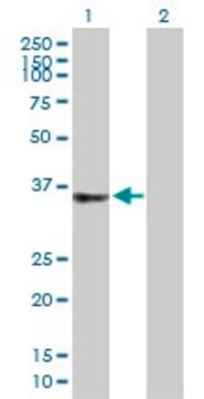 Anti-C2ORF43 antibody produced in mouse purified immunoglobulin, buffered aqueous solution