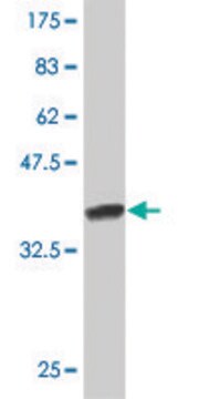 ANTI-NEUROG1 antibody produced in mouse clone 2G4, purified immunoglobulin, buffered aqueous solution