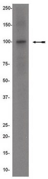 Anti-Ago family Antibody Upstate&#174;, from mouse