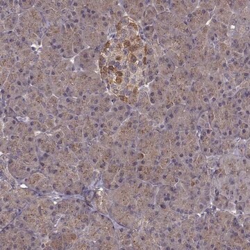 Anti-FNIP2 antibody produced in rabbit Prestige Antibodies&#174; Powered by Atlas Antibodies, affinity isolated antibody