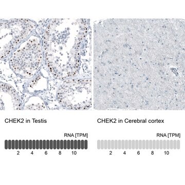 Monoclonal Anti-CHEK2 antibody produced in mouse Prestige Antibodies&#174; Powered by Atlas Antibodies, clone CL9440, purified immunoglobulin, buffered aqueous glycerol solution