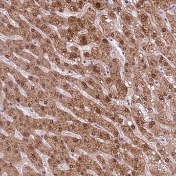 Anti-POLR2J antibody produced in rabbit Prestige Antibodies&#174; Powered by Atlas Antibodies, affinity isolated antibody, buffered aqueous glycerol solution