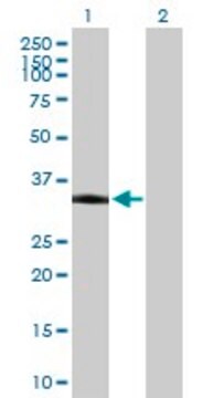 Anti-PKD1L2 antibody produced in mouse purified immunoglobulin, buffered aqueous solution