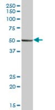 Anti-PEPD antibody produced in mouse purified immunoglobulin, buffered aqueous solution