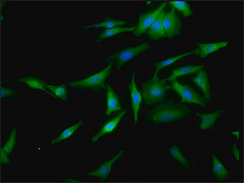 Monoclonal Anti-Hsf1 antibody produced in rat clone 10H4, purified immunoglobulin