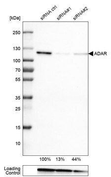 Monoclonal Anti-ADAR antibody produced in mouse Prestige Antibodies&#174; Powered by Atlas Antibodies, clone CL0176, purified immunoglobulin, buffered aqueous glycerol solution