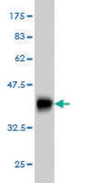 Monoclonal Anti-TRPV5 antibody produced in mouse clone 2A6, purified immunoglobulin, buffered aqueous solution