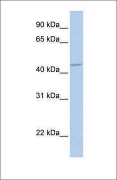 Anti-GABRA5 affinity isolated antibody