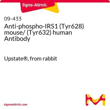 Anti-phospho-IRS1 (Tyr628) mouse/ (Tyr632) human Antibody Upstate&#174;, from rabbit