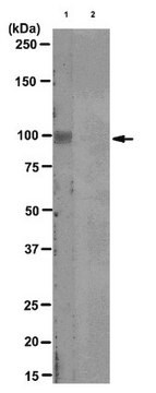 Anti-GLUR2 pS880 (Clone 022.19.5) Antibody clone 022.19.5, from mouse