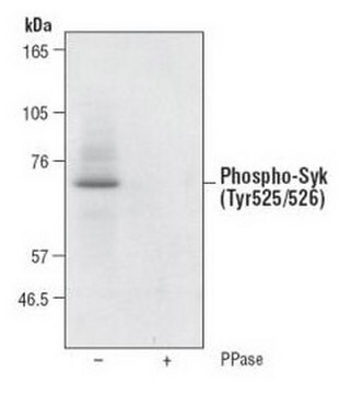 PhosphoDetect Anti-Syk (pTyr525/526) Rabbit pAb liquid, Calbiochem&#174;