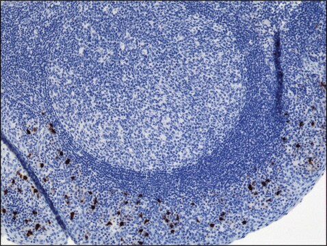 Anti-Human IgA2 antibody, Rabbit monoclonal recombinant, expressed in HEK 293 cells, clone RM125, purified immunoglobulin