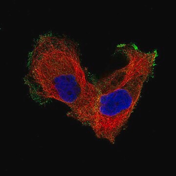 Monoclonal Anti-ITGB8 antibody produced in mouse Prestige Antibodies&#174; Powered by Atlas Antibodies, clone CL7290, purified immunoglobulin, buffered aqueous glycerol solution