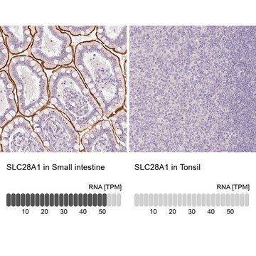 Anti-SLC28A1 antibody produced in rabbit Prestige Antibodies&#174; Powered by Atlas Antibodies, affinity isolated antibody, buffered aqueous glycerol solution