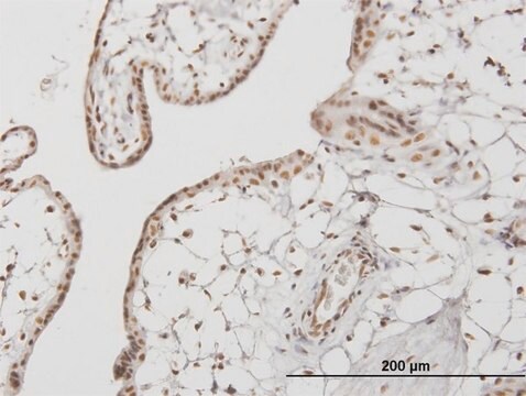 ANTI-RUNX1 antibody produced in mouse clone 3A8, purified immunoglobulin, buffered aqueous solution