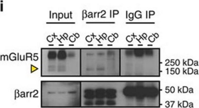 Anti-Metabotropic Glutamate Receptor 5 Antibody, pain Chemicon&#174;, from rabbit