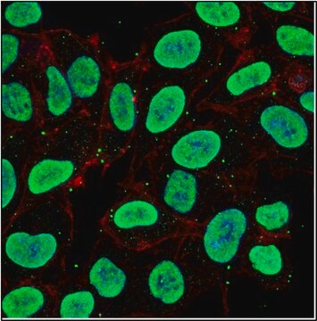 Anti-JARID1D/KDM5D Antibody, clone 7F10.4 clone 7F10.4, from mouse